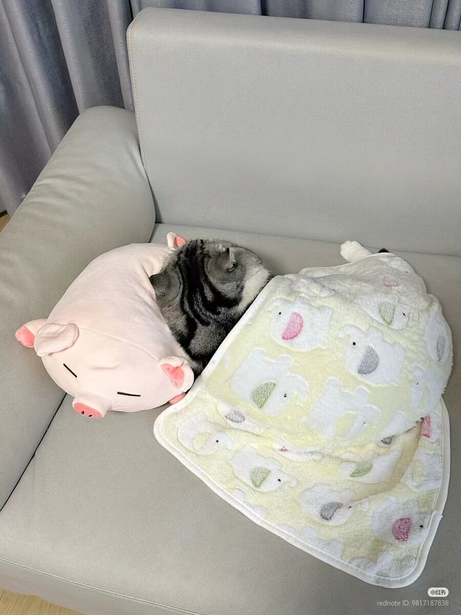 이불덮고 자는 뚠냥이.._3.jpg