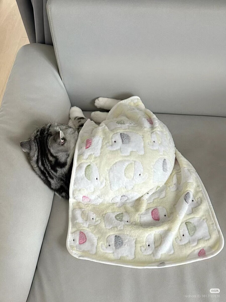 이불덮고 자는 뚠냥이.._7.jpg