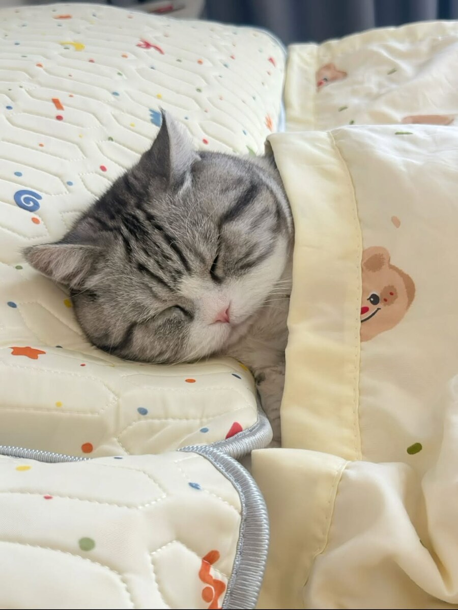 이불덮고 자는 뚠냥이.._11.jpg