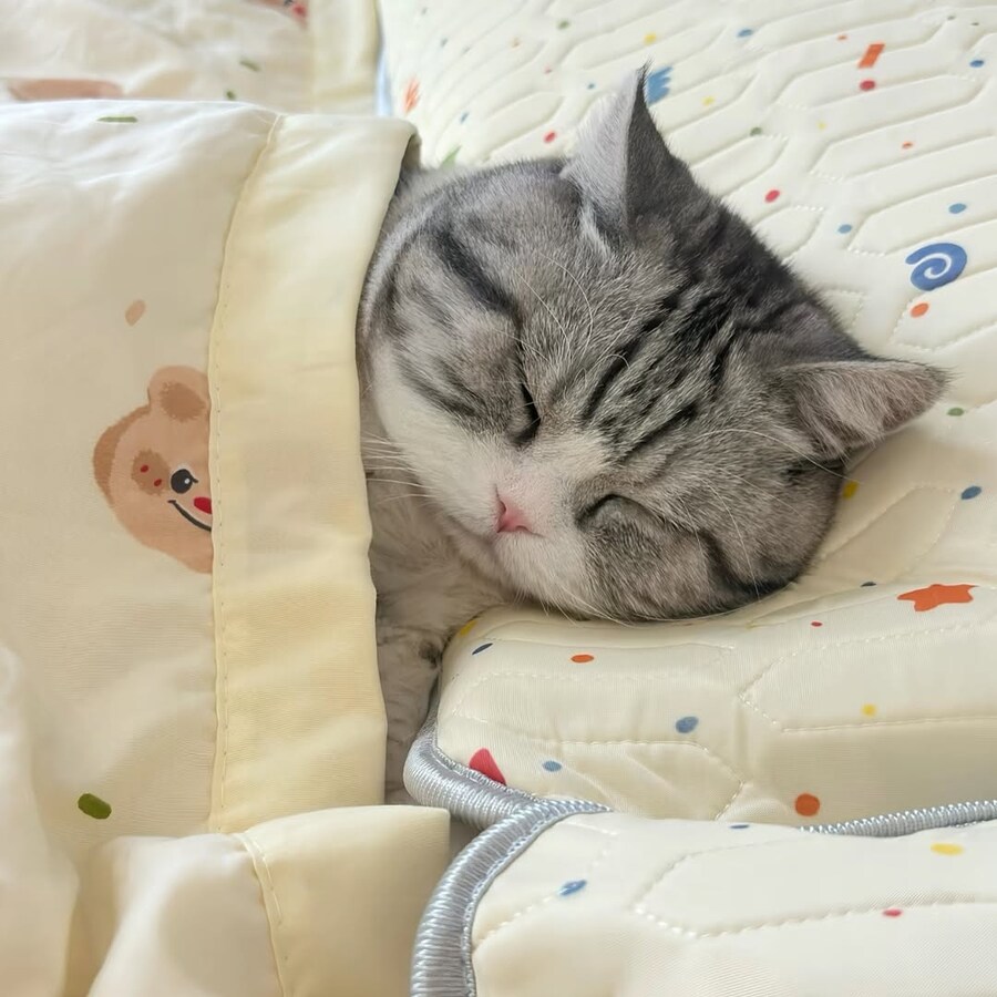 이불덮고 자는 뚠냥이.._12.jpg