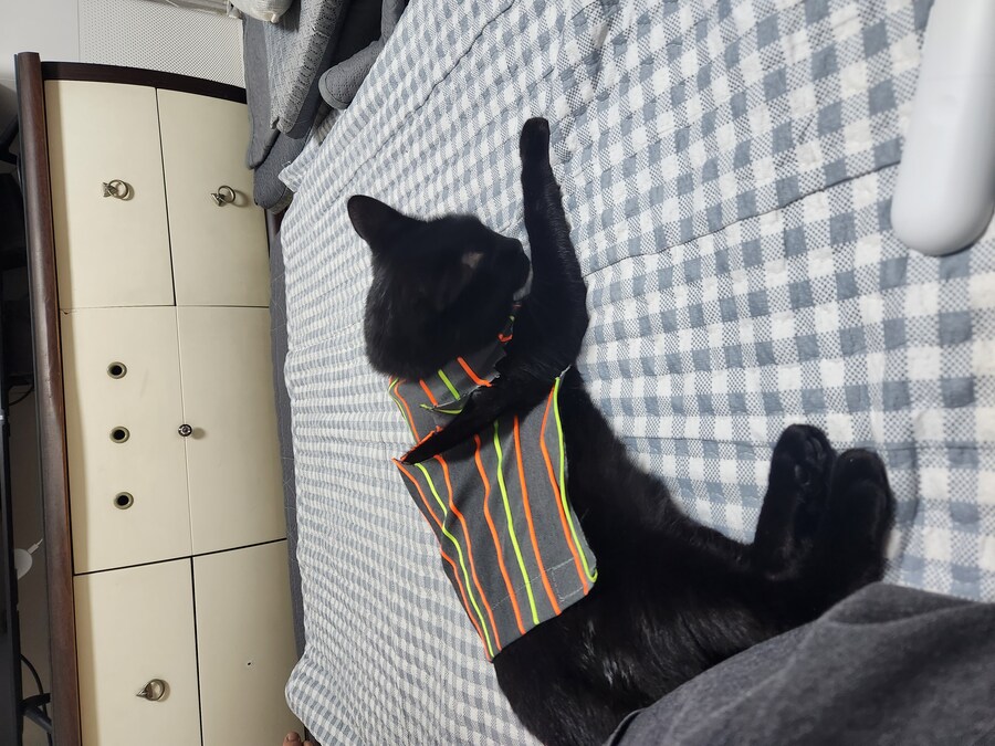 빤스입힌 고양이 (아님)_11.jpg