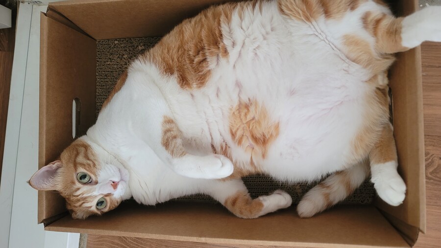 울집 냥이는 제사 싫어함_1.jpg