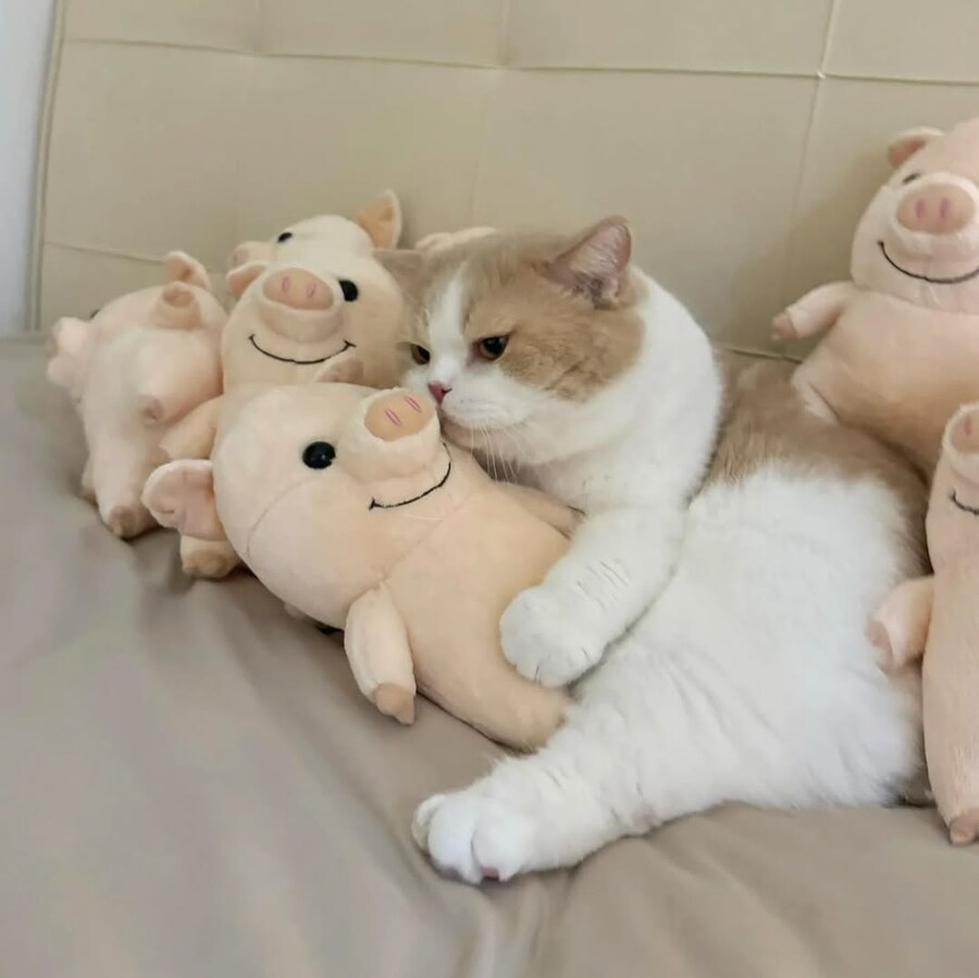 돼지 인형들과 고양이..._3.jpg
