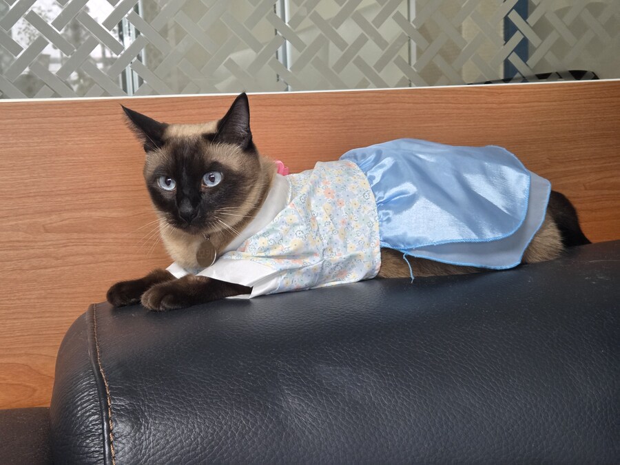 추석이니까 한복 입은 샴고양이 좀 보고 가세요~~_1.jpg