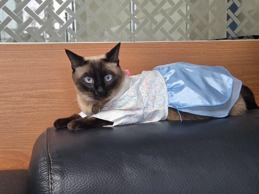 추석이니까 한복 입은 샴고양이 좀 보고 가세요~~_2.jpg