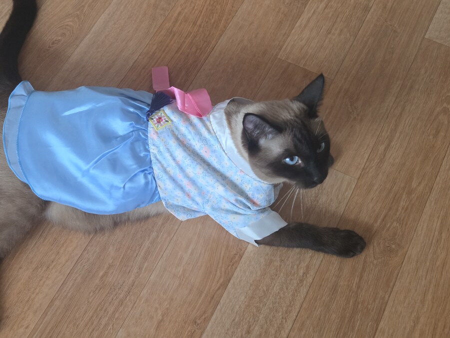 추석이니까 한복 입은 샴고양이 좀 보고 가세요~~_4.jpg