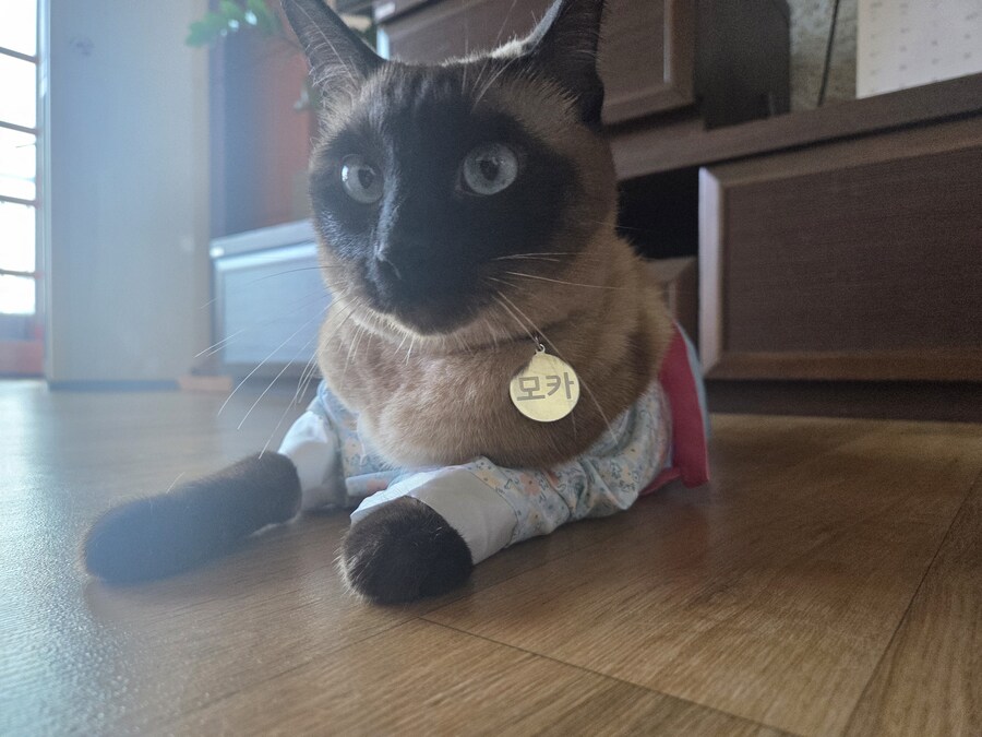 추석이니까 한복 입은 샴고양이 좀 보고 가세요~~_6.jpg