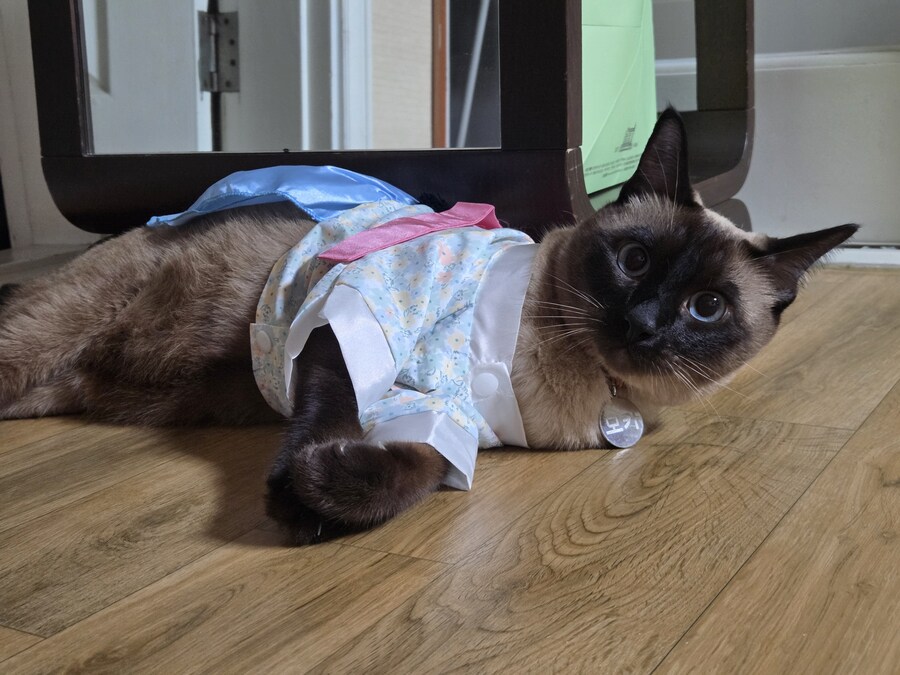 추석이니까 한복 입은 샴고양이 좀 보고 가세요~~_7.jpg