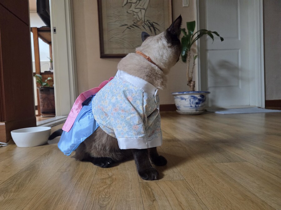 추석이니까 한복 입은 샴고양이 좀 보고 가세요~~_10.jpg