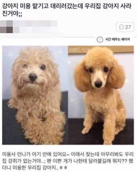 미용 맡겼더니 사라진 강아지.jpg_1.jpg