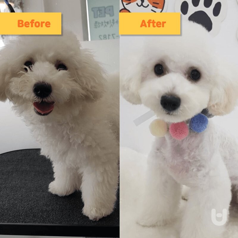 미용 맡겼더니 사라진 강아지.jpg_2.jpg