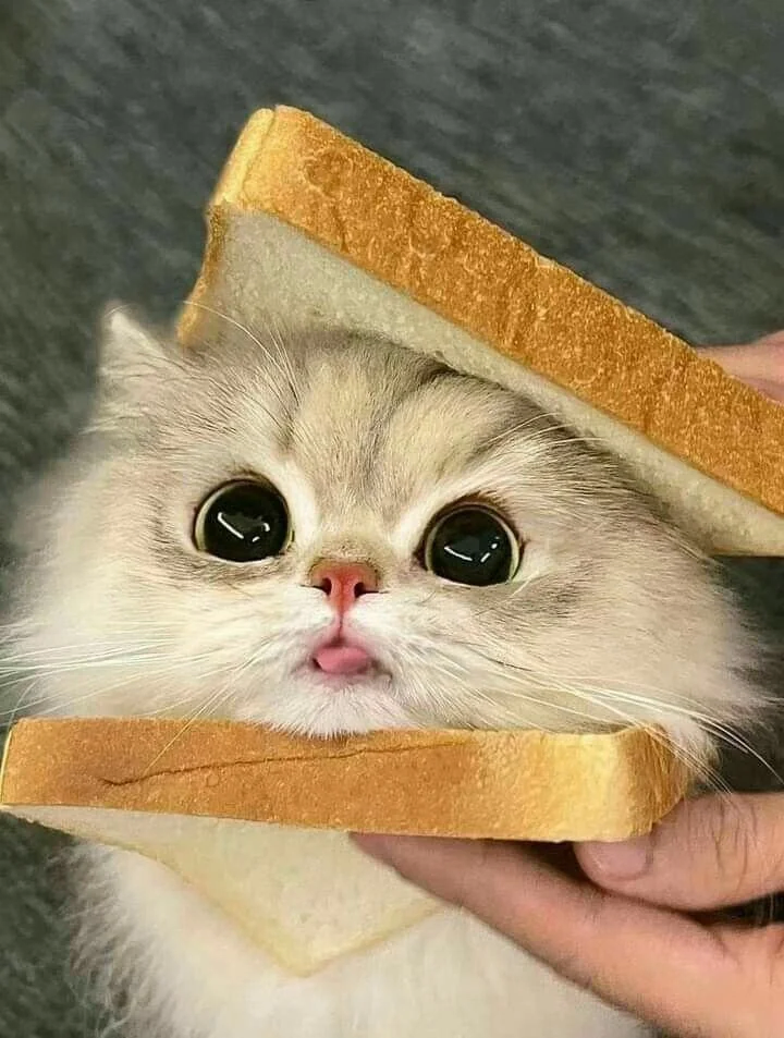 고양이 샌드위치_1.webp
