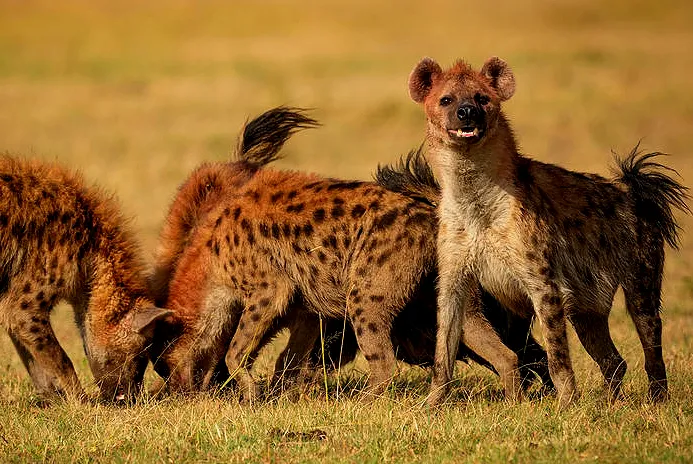 하이에나에 관해 의외로 안알려진 사실_2.webp