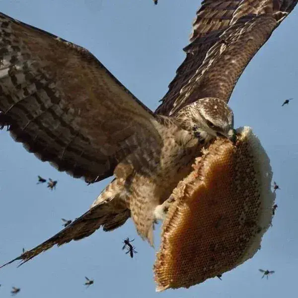 방금 매형이 지 혼자 꿀빨려고 집들고 날랐어..._1.webp