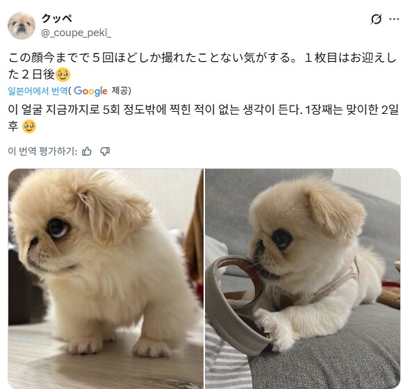 포치타처럼 생긴 개.jpg_1.png
