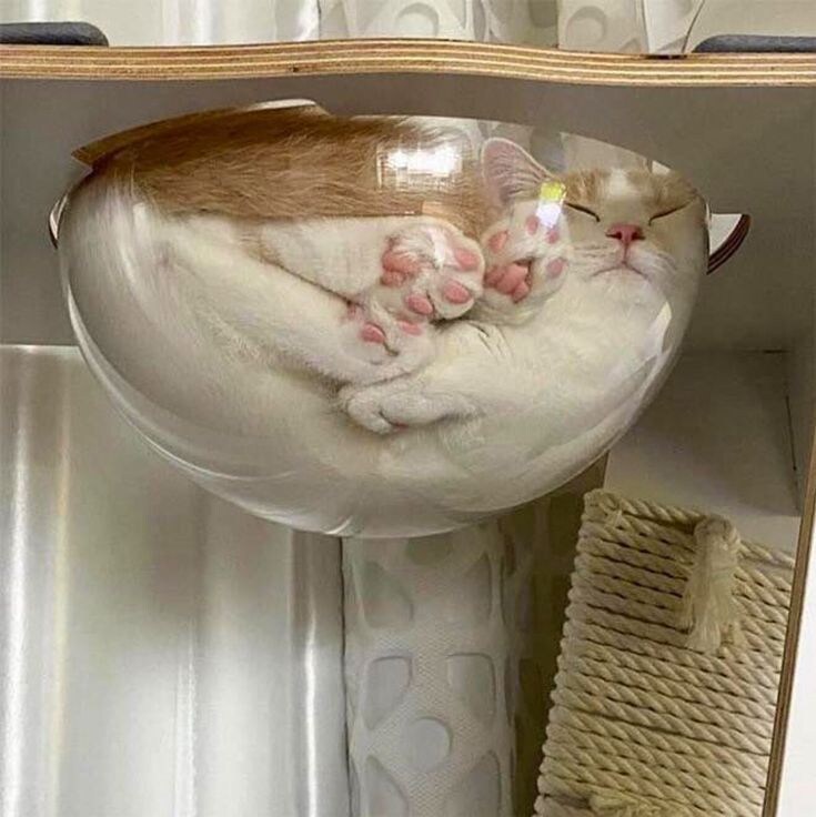 고양이 캣타워 필수.jpg_1.jpg