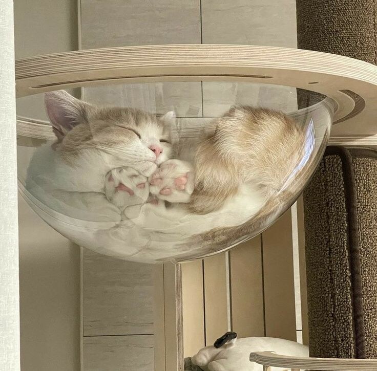 고양이 캣타워 필수.jpg_2.jpg