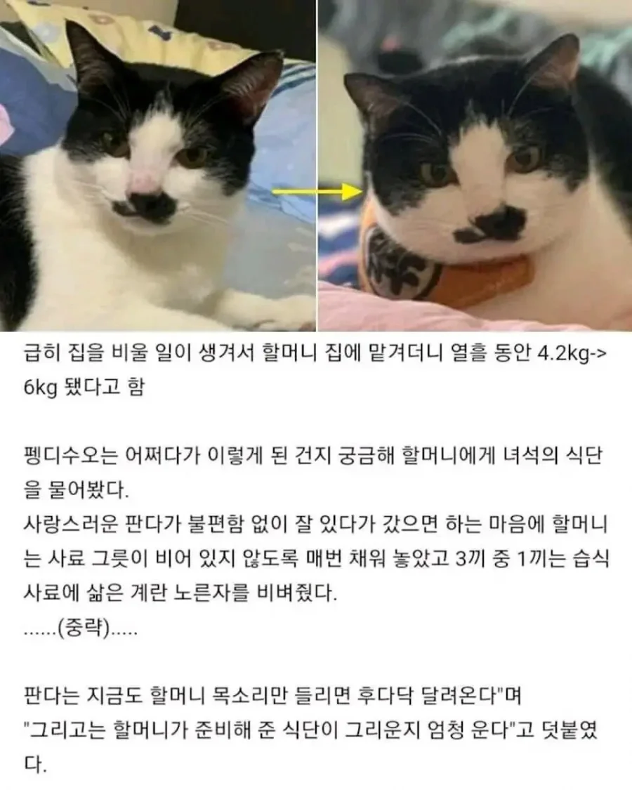 할머니께 열흘동안 고양이를 맡겼더니_1.webp