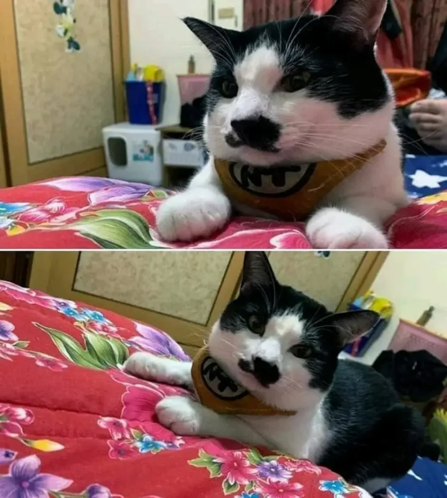 할머니께 열흘동안 고양이를 맡겼더니_2.webp