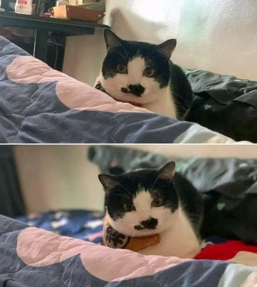 할머니께 열흘동안 고양이를 맡겼더니_3.webp