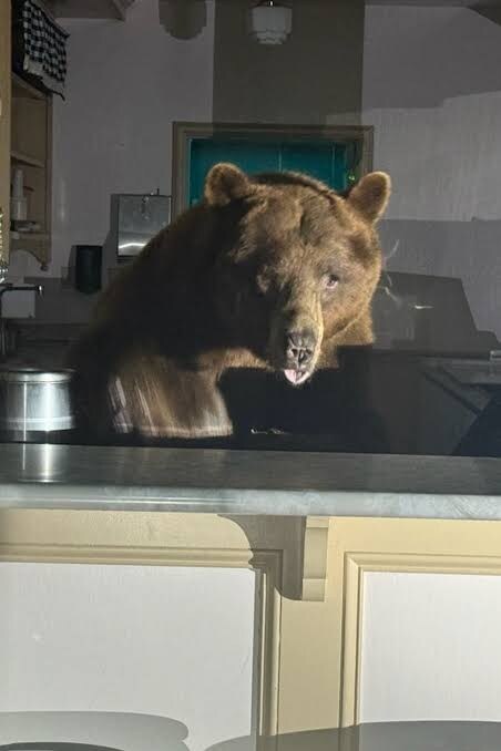 캘리포니아 아이스크림 집 손님_1.jpg