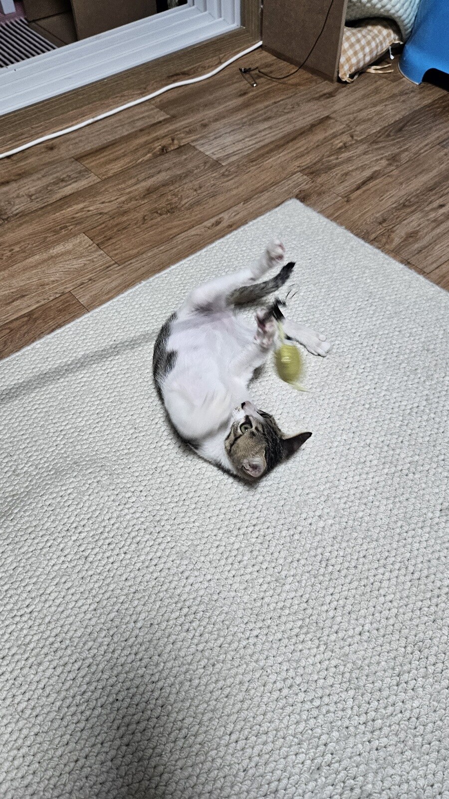울엄마가 냥줍을 했더라_8.jpg