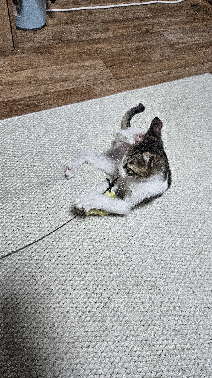 울엄마가 냥줍을 했더라_9.jpg