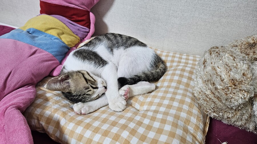 울엄마가 냥줍을 했더라_13.jpg