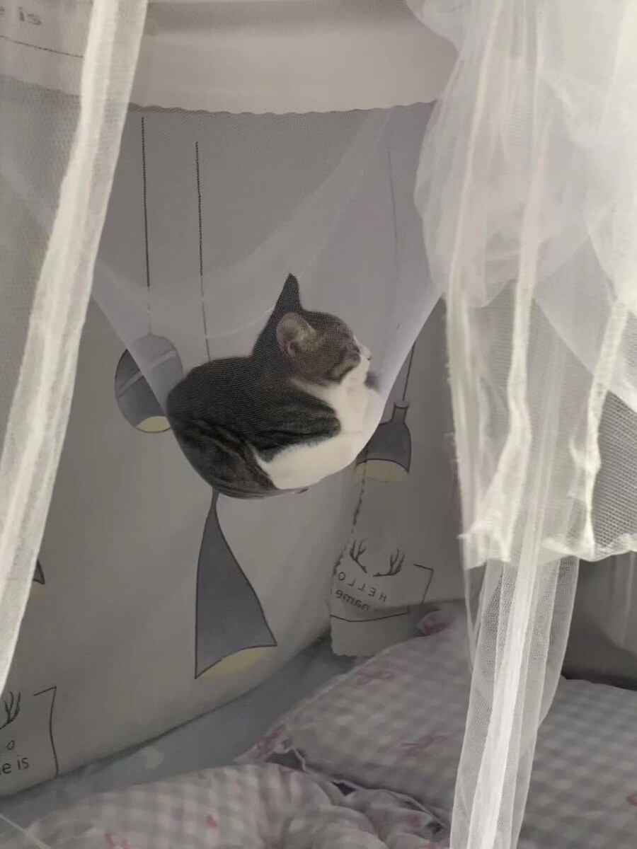 모기장 가운데를 차지한 고양이_2.jpg