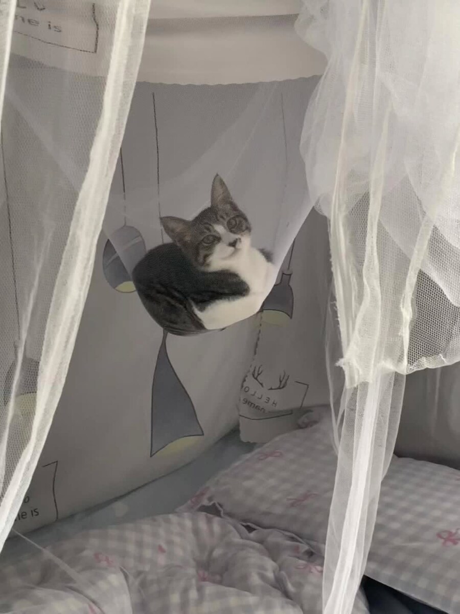 모기장 가운데를 차지한 고양이_1.jpg