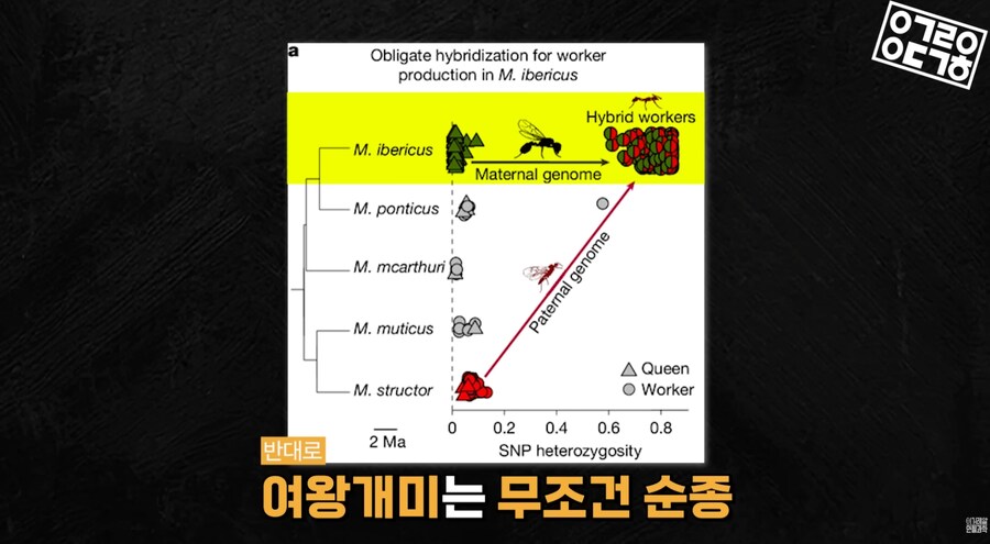 다른 종을 만들도록 진화하고있는 현대 개미 사회_12.png