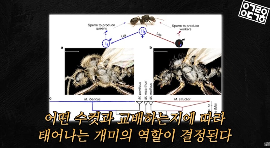 다른 종을 만들도록 진화하고있는 현대 개미 사회_16.png