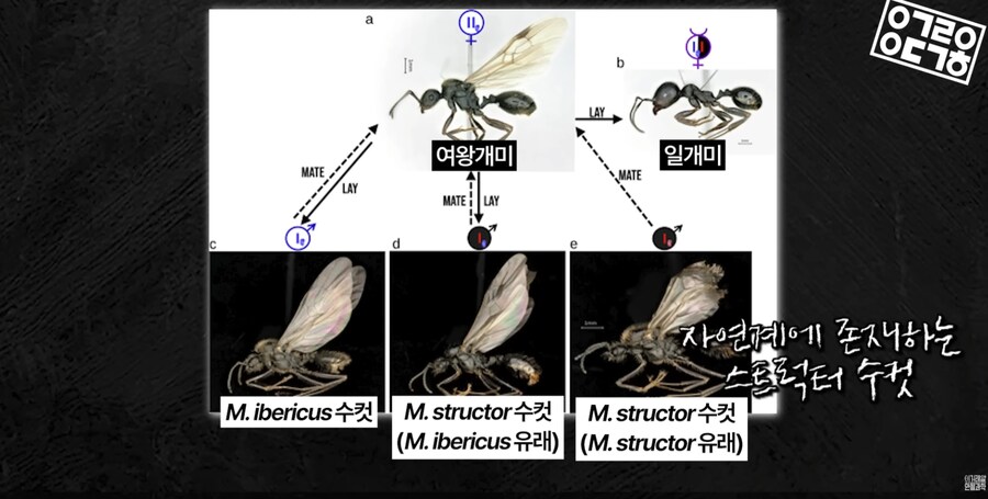 다른 종을 만들도록 진화하고있는 현대 개미 사회_19.png
