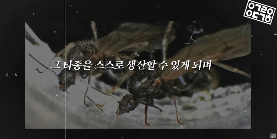 다른 종을 만들도록 진화하고있는 현대 개미 사회_26.png