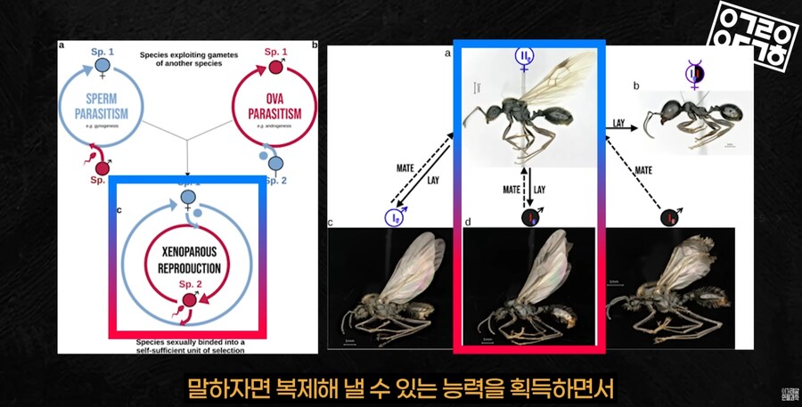 다른 종을 만들도록 진화하고있는 현대 개미 사회_29.png