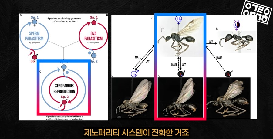 다른 종을 만들도록 진화하고있는 현대 개미 사회_30.png