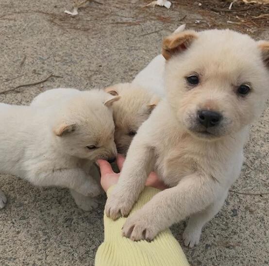 품종은 없지만 사람 무장해제 시키는 놈들_1.jpg