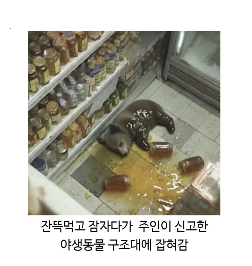 시원하게 다 퍼먹고 혈당스파이크 온 불곰_2.png