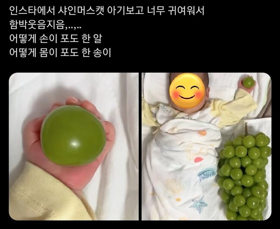 포도알이 주먹만한 샤인머스캣 출시.jpg_1.jpg