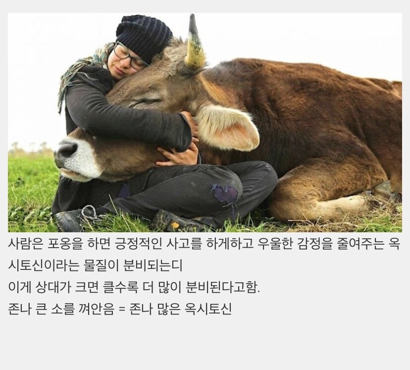 소를 껴안아 힐링하기_4.jpg