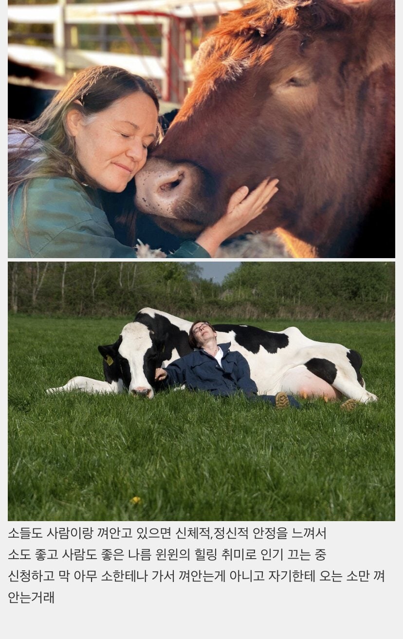 소를 껴안아 힐링하기_5.jpg