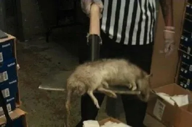 뉴욕에 사는 도시쥐 수준.jpg_1.webp