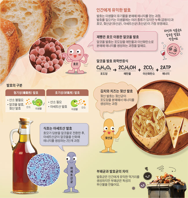 아직도 많은 사람들이 화학조미료인줄 아는 미원의 진실_2.jpg