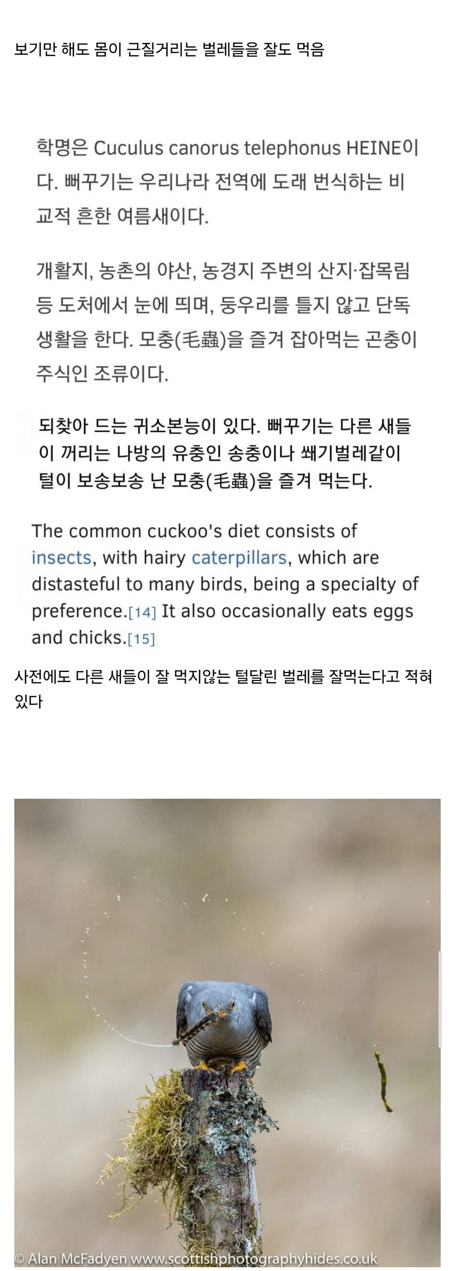 자연 생태계를 위해서는 의외로 중요하다는 뻐꾸기.jpg_2.jpg