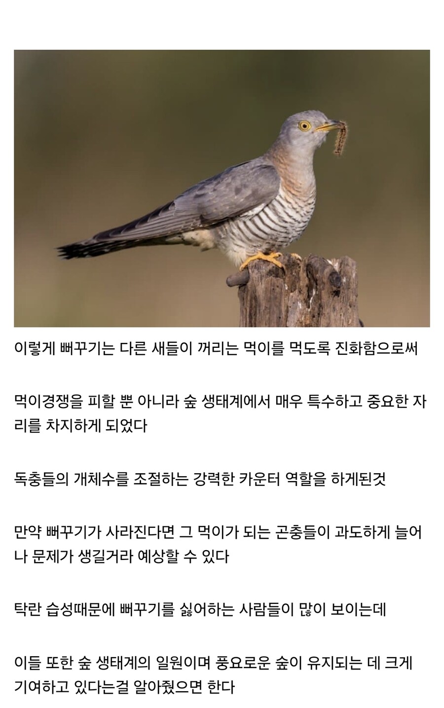 자연 생태계를 위해서는 의외로 중요하다는 뻐꾸기.jpg_4.jpg