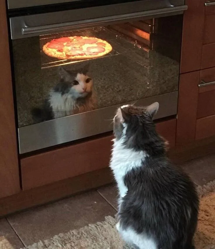 피자가 먹고싶흔 고양이_1.webp