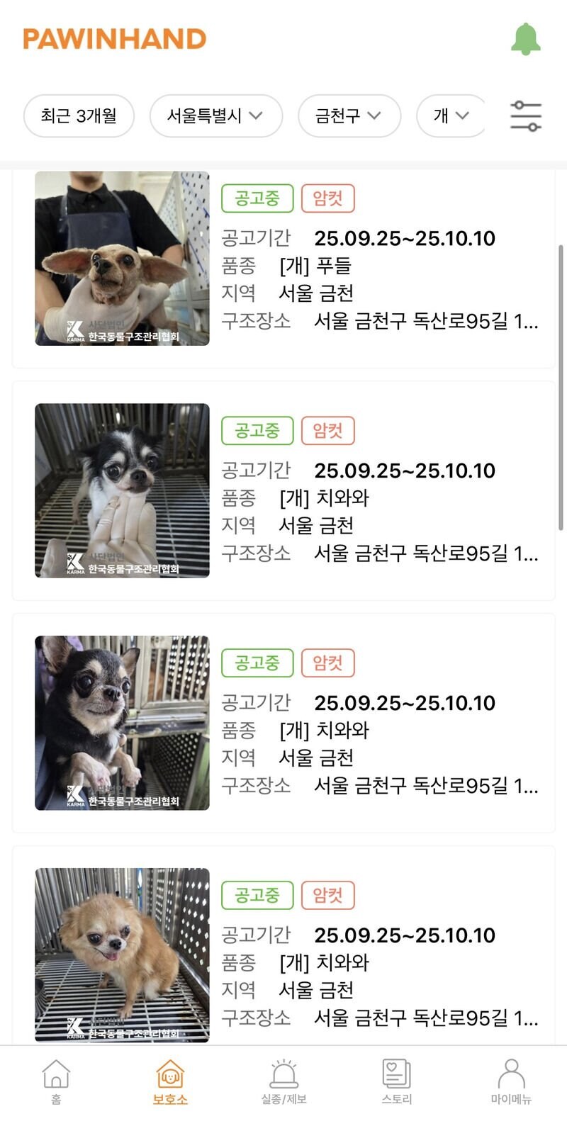 치와와 대량유기 발생한 서울 금천구_1.jpg