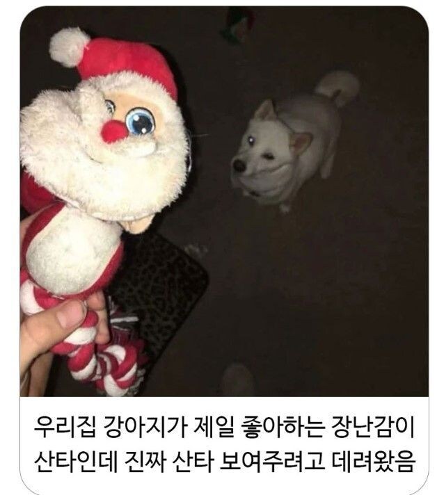 최애를 실제로 본 강아지_1.jpg