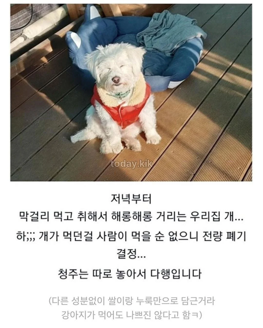 집에서 담근 전통주 대참사_9.webp