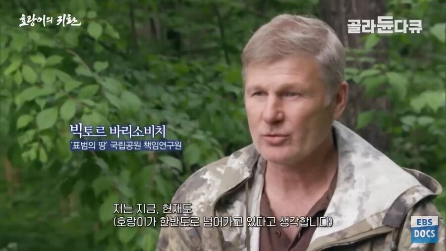 러시아 전문가 : 호랑이와 표범은 이미 한반도로 돌아갔음. 확실함_1.jpg